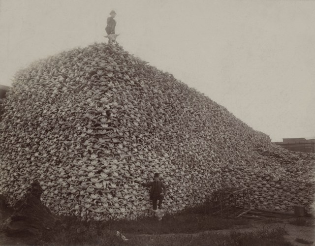 Pile of Bison Skulls - Bison were hunted nearly to extinction.